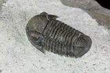 Nice, Gerastos Trilobite Fossil - Foum Zguid #69736-3